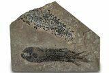 Devonian Lobed-Fin Fish (Osteolepis) Fossil - Scotland #319632-1